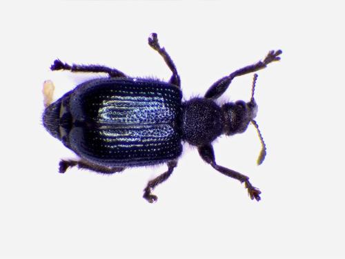 Chonostropheus tristis